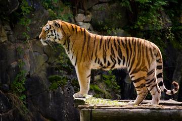 6-Day Private Golden Triangle: Agra Jaipur and Ranthambore from New Delhi