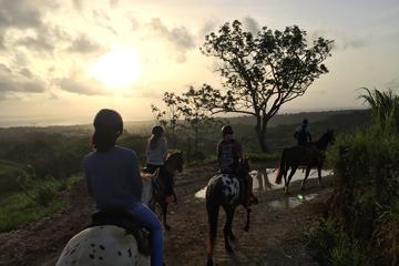 Guided Horseback Riding Tour from Guadeloupe