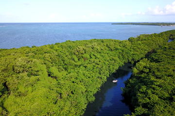 Mangrove guided tour with Lunch