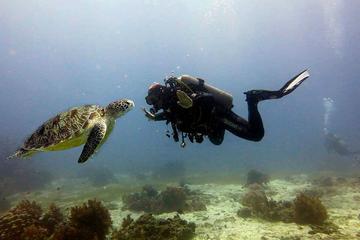 Bohol Dive Courses
