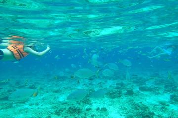 Bohol Island Hopping