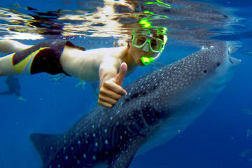 Budgeted from Bohol to Oslob Cebu Whale Shark Experience