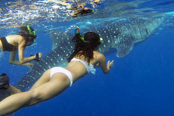 From Bohol to Oslob Cebu Whale Shark Experience