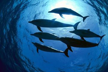 Join Tour in Balicasag and Panglao Island Hopping Including Dolphin Watching