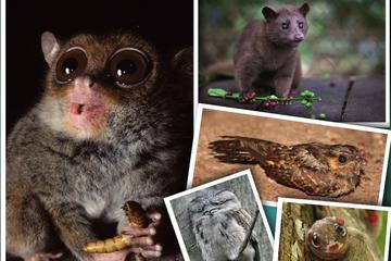 Night Safari Tour-Bohol-Bilar