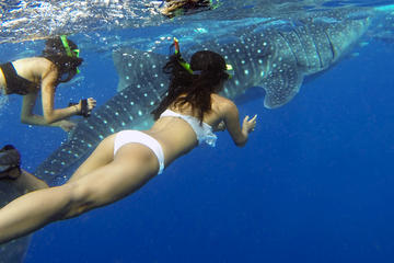 Oslob Cebu Whale Shark Experience