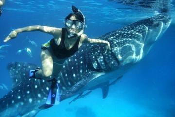 Private Oslob Cebu Whale Shark Experience