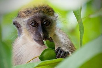Barbados Premier Attractions Island Tour Including Lunch