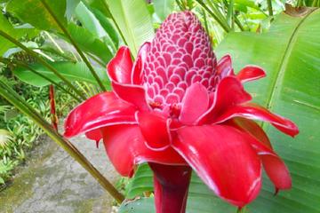 Barbados Top Attractions Island Tour with Lunch
