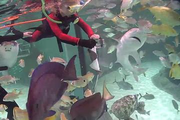 Full-Day Tour to Florida Keys Aquarium Encounters from Key West