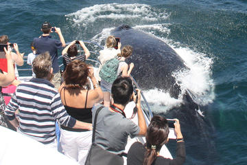 Sea World Whale Watch Cruise on the Gold Coast