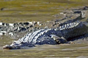 Palo Verde National Park Boat Tour and Liberia City Sightseeing