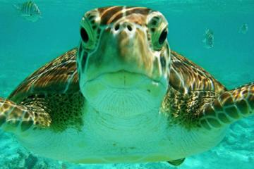 Half Day Akumal Bay Sea Turtle Snorkeling and Cenote from Riviera Maya, Cancun and Tulum