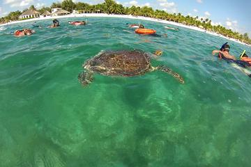 PRIVATE TOUR to Akumal Bay Sea Turtle Snorkeling and Cenote