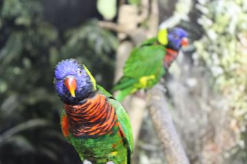 Branson's Wild World Admission Ticket
