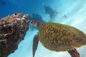 Diving Tour for Certified Divers from Koh Samuni