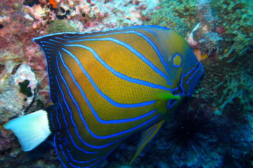 Snorkeling Koh Tao