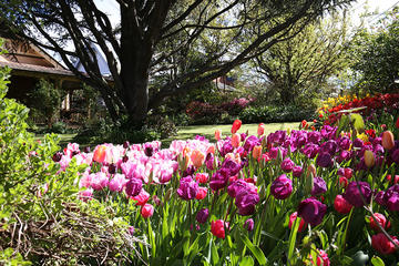 Spring Gardens in the Blue Mountains Private Tour Limited Time Only