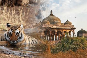 The Golden Triangle with Tigers