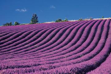 Provence and Lavander - Shared and Guided Full Day Tour