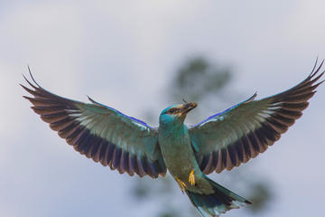 Grand tour: birds and wildlife (guaranteed departure)