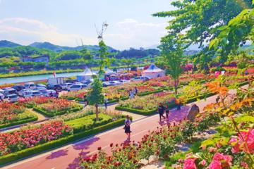 Korea Rose Festival Tour