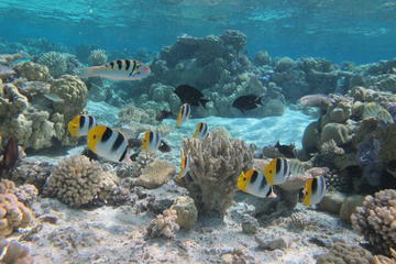 Bora Bora Morning or Afternoon Snorkeling Cruise