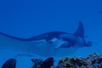 Morning or Afternoon Bora Bora Lagoon Snorkeling Tour by Private Boat
