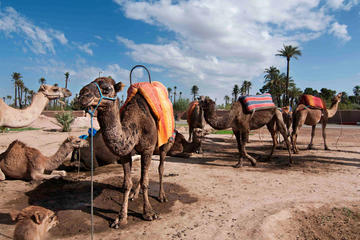 Morocco Camel Ride In The Palm Groves of Marrakech