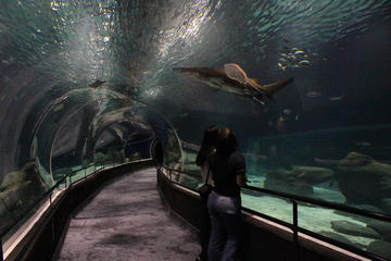 Early-Access Entrance Ticket to AquaRio Aquarium