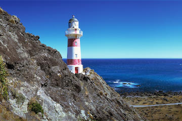 Martinborough Wine and Wild Coast Tour from Wellington