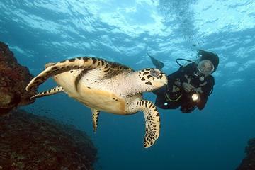 Full-Day Phi Phi Islands Scuba Diving Tour from Phuket