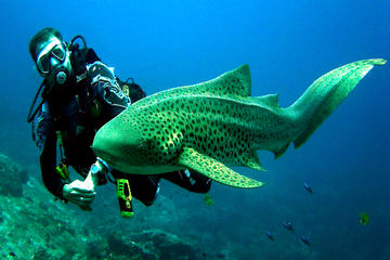 Full-Day Phuket Sharks Point Scuba Diving Tour for Certified Divers