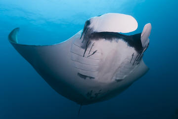 Full-Day Scuba Diving Tour to Phi Phi Islands from Phuket