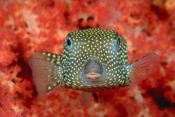 Full-Day Scuba Diving Tour to Racha Noi From Phuket