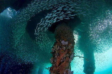 Scuba Diving Day Trip to King Cruiser Wreck from Phuket