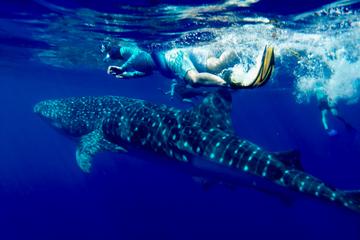 COMBO Ocean Adventure: Dolphins, Whales, Reef, Sea Caves and Lava Tubes