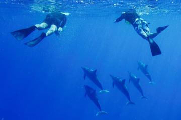 Kona Wild Dolphin and Reef Snorkeling Excursion