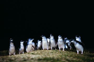 The Unique Phillip Island - Spanish Speaking Guide - Guia en Espanol
