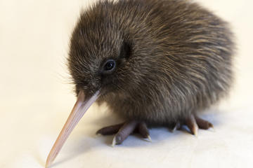 Franz Josef Wildlife Center Adm with Optional Backstage Pass