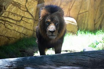 RioZoo Admission Ticket