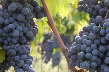 Do not miss it: Wine tour of the Tuscan Medieval Castles (Chianti - Tuscany)