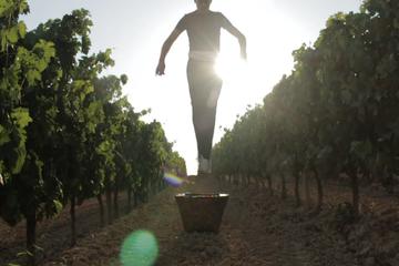 Grape Pressing Tour in Chianti - Immerse yourself in the shoes of the farmer