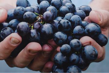 Organic Wine and Food Tour in Chianti Classico with stop in Pisa and see Tower !