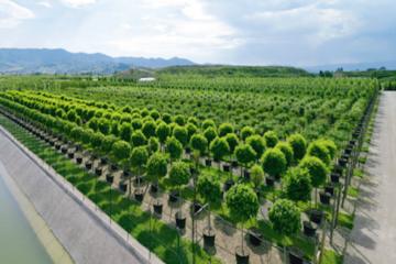 Visit the Garden of Eden - the biggest Nursery in Europe with authentic with wine-olive oil tasting