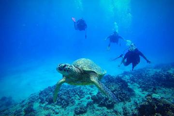 2-Tank Deep Wreck and Shallow Reef Dives from Waikiki