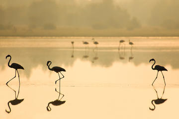 Full-Day Donana National Park Tour from Seville