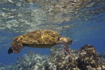 Lahaina Paddle