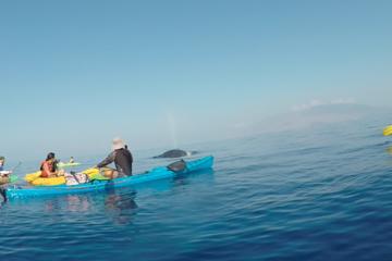 West Maui Whale Watching and Snorkeling Excursion