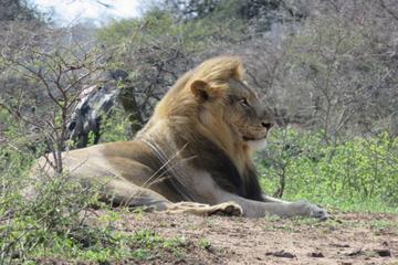 Full-Day Hluhluwe Imfolozi Park Big Five Game Drive